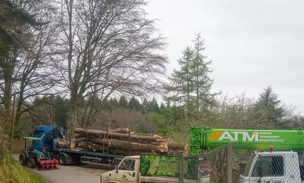 Sylvatica, entreprise d'abattage taille et élagage d'arbres